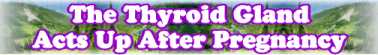 Go To Text Page: The Thyroid Gland Acts Up After Pregnancy
